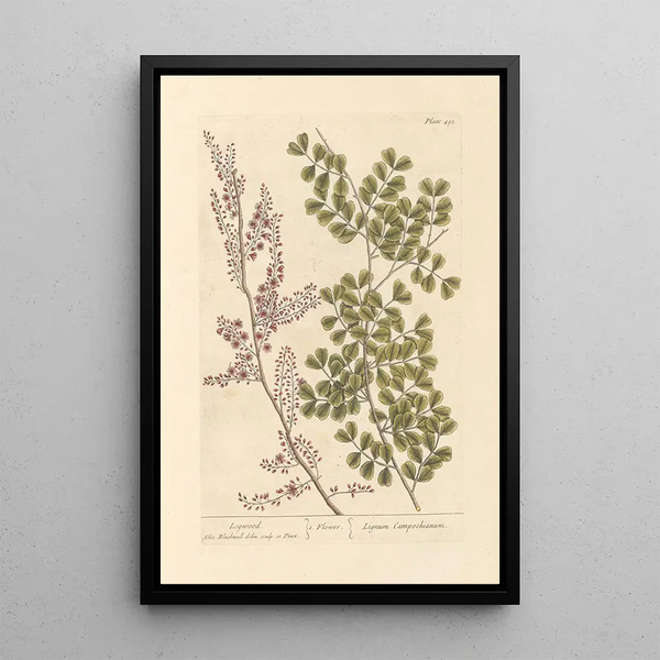 Campêche - Elizabeth Blackwell — ingelijst kunstwerk aan de muur