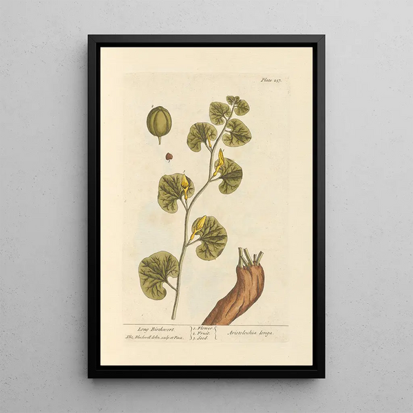 Aristoloche longue - Elizabeth Blackwell — ingelijst kunstwerk aan de muur
