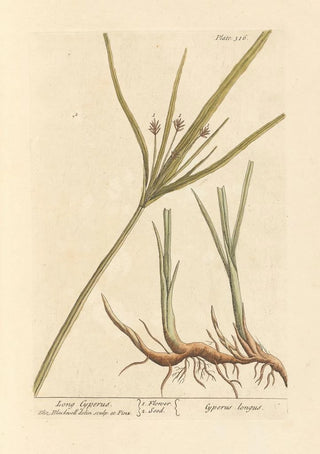 Elizabeth Blackwell - Long cyperus.webp