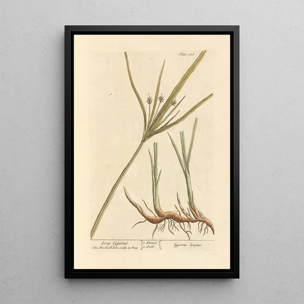 Souchet lang - Elizabeth Blackwell — ingelijst kunstwerk aan de muur