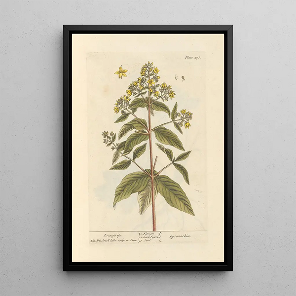 Lysimaque - Elizabeth Blackwell — ingelijst kunstwerk aan de muur
