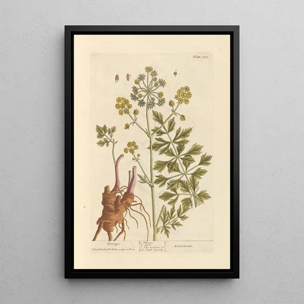 Livèche - Elizabeth Blackwell — ingelijst kunstwerk aan de muur