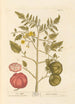 Pomme d'amour - Elizabeth Blackwell — weergave van het kunstwerk