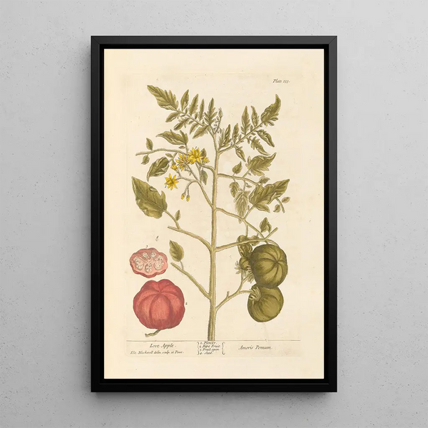 Pomme d'amour - Elizabeth Blackwell — ingelijst kunstwerk aan de muur