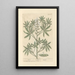 Lupin - Elizabeth Blackwell — ingelijst kunstwerk aan de muur
