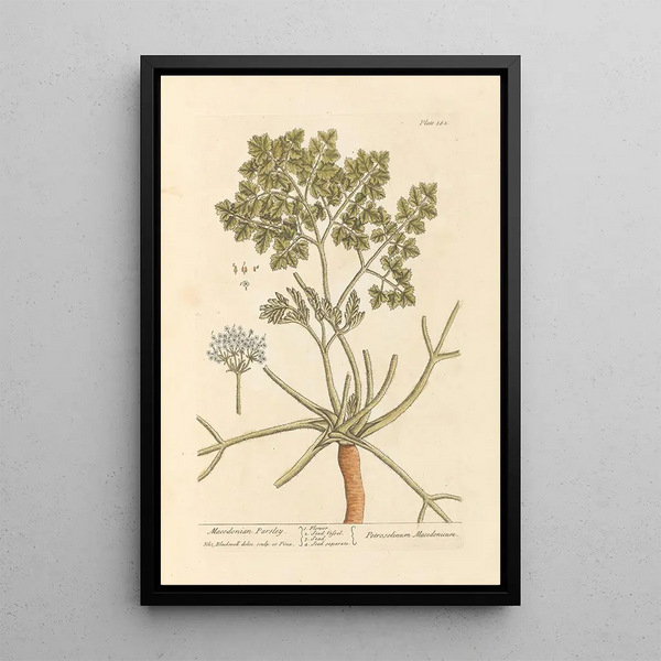 Persil macédonien - Elizabeth Blackwell — ingelijst kunstwerk aan de muur