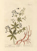Garance - Elizabeth Blackwell | Reproduction — weergave van het kunstwerk