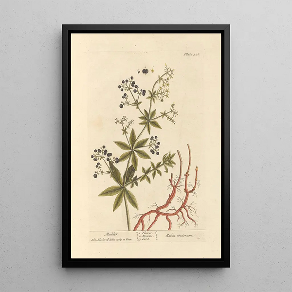 Garance - Elizabeth Blackwell | Reproduction — ingelijst kunstwerk aan de muur