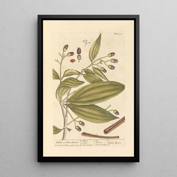 Cannelle de Malabar ou de Java - Elizabeth Blackwell — ingelijst kunstwerk aan de muur