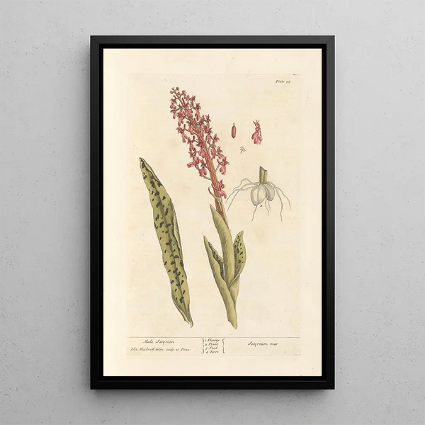 Satyrion mâle - Elizabeth Blackwell — ingelijst kunstwerk aan de muur