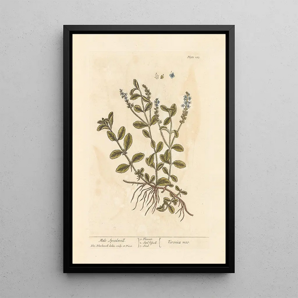 Véronique mâle - Elizabeth Blackwell — ingelijst kunstwerk aan de muur