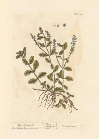 Elizabeth Blackwell - Male speedwell.webp