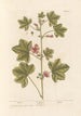 Mauve - Elizabeth Blackwell — weergave van het kunstwerk