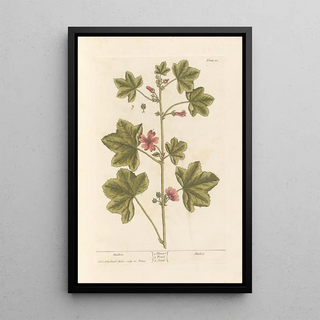 Elizabeth Blackwell - Mallow.webp