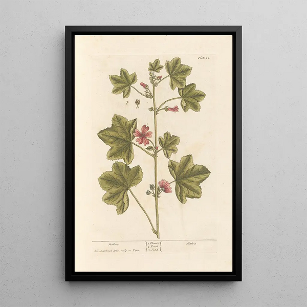 Mauve - Elizabeth Blackwell — ingelijst kunstwerk aan de muur