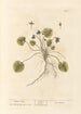 Violette de mars - Elizabeth Blackwell — weergave van het kunstwerk