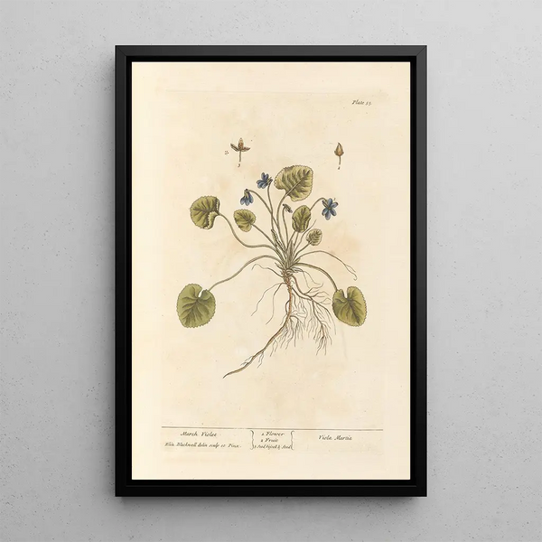 Violette de mars - Elizabeth Blackwell — ingelijst kunstwerk aan de muur