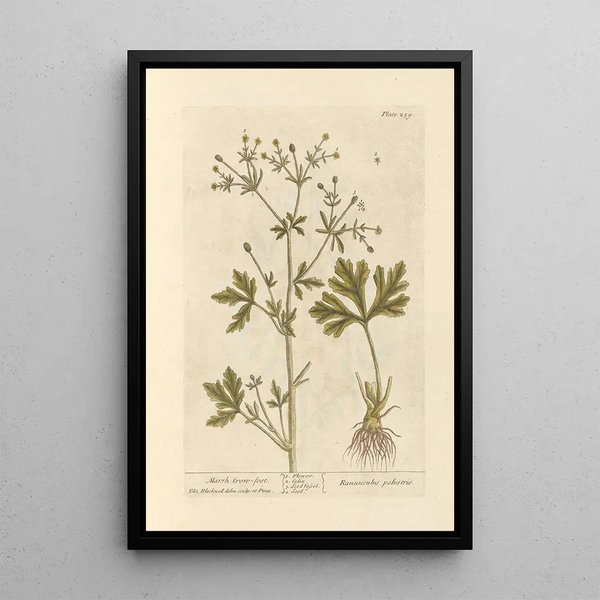 Renoncule des marais - Elizabeth Blackwell — ingelijst kunstwerk aan de muur
