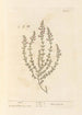 Marum - Elizabeth Blackwell — weergave van het kunstwerk