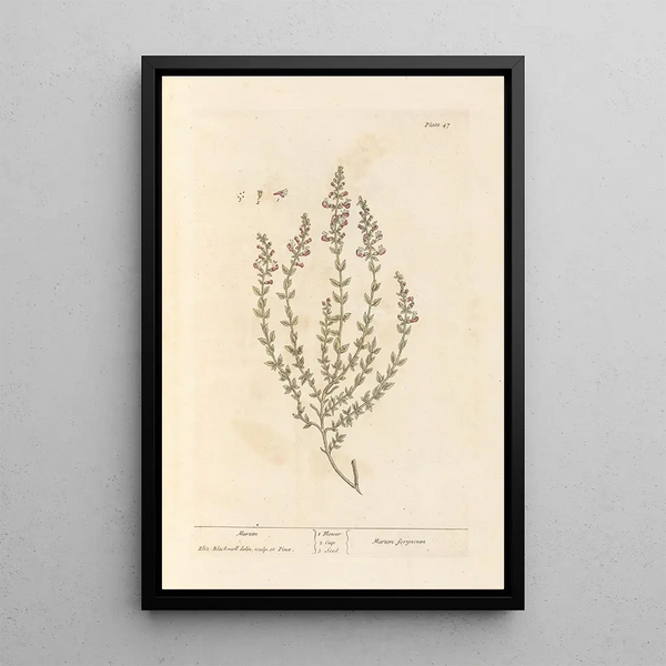 Marum - Elizabeth Blackwell — ingelijst kunstwerk aan de muur