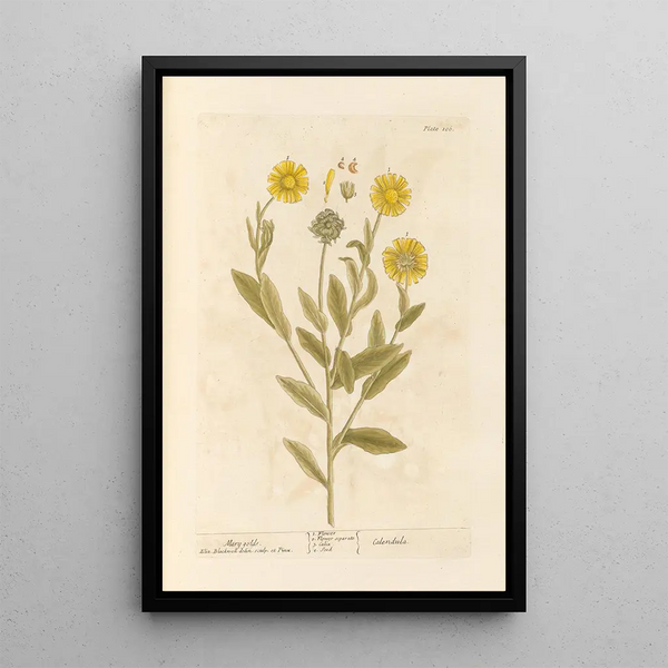 Souci - Elizabeth Blackwell — ingelijst kunstwerk aan de muur