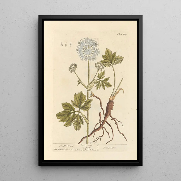 Impératoire - Elizabeth Blackwell — ingelijst kunstwerk aan de muur