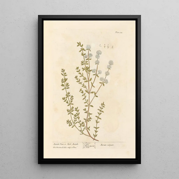 Thym mastich ou herbe mastich - Elizabeth Blackwell — ingelijst kunstwerk aan de muur