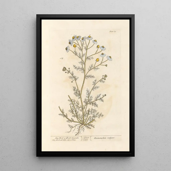 Kamille of matricaria - Elizabeth Blackwell — ingelijst kunstwerk aan de muur