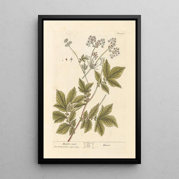 Reine-des-prés - Elizabeth Blackwell — ingelijst kunstwerk aan de muur