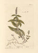Menthe - Elizabeth Blackwell — weergave van het kunstwerk