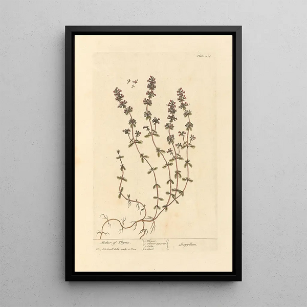Serpolet - Elizabeth Blackwell — ingelijst kunstwerk aan de muur