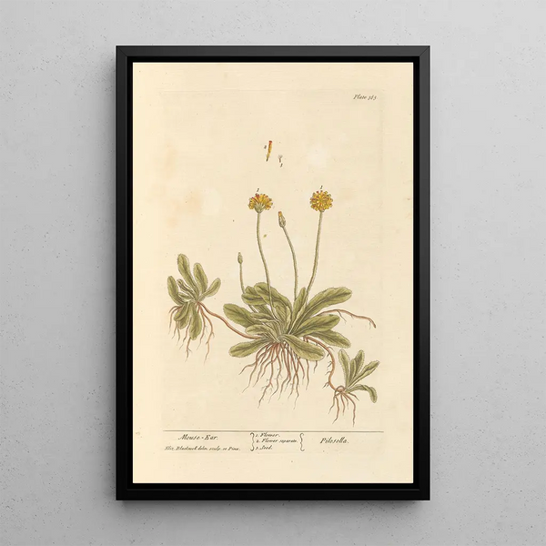 Oreille de souris - Elizabeth Blackwell — ingelijst kunstwerk aan de muur