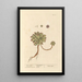 Ail des souris - Elizabeth Blackwell — ingelijst kunstwerk aan de muur