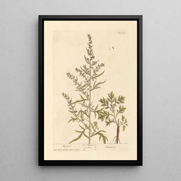 Armoise - Elizabeth Blackwell — ingelijst kunstwerk aan de muur