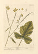 Moutarde - Elizabeth Blackwell — weergave van het kunstwerk