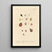 Myrobolans - Elizabeth Blackwell — ingelijst kunstwerk aan de muur