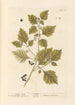 Morelle noire - Elizabeth Blackwell — weergave van het kunstwerk
