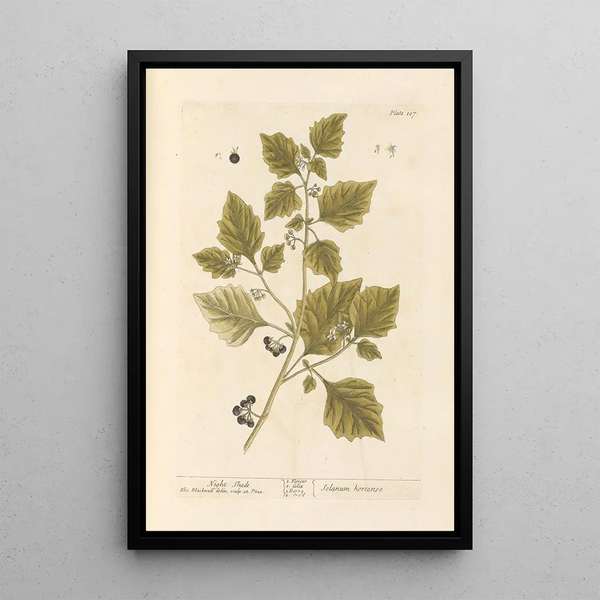 Morelle noire - Elizabeth Blackwell — ingelijst kunstwerk aan de muur