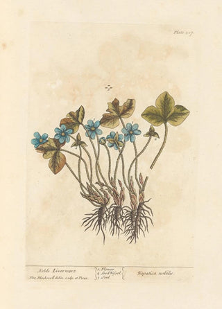 Elizabeth Blackwell - Noble liverwort.webp