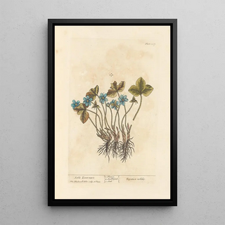 Elizabeth Blackwell - Noble liverwort.webp