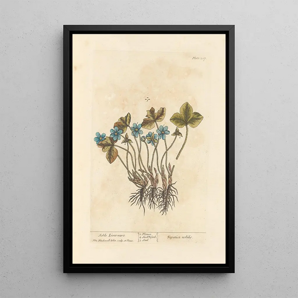 Hépatique noble - Elizabeth Blackwell — ingelijst kunstwerk aan de muur
