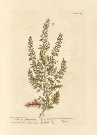 Elizabeth Blackwell - Oak of Jerusalem.webp