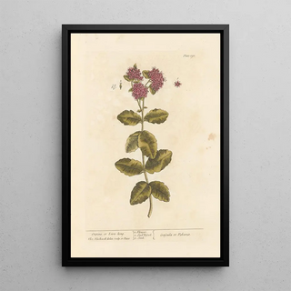Elizabeth Blackwell - Orpine or livelong.webp