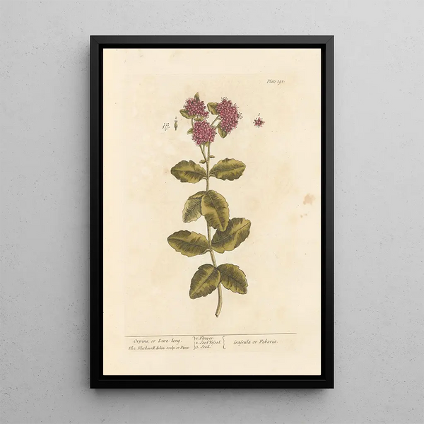 Orpin of orpin vivace - Elizabeth Blackwell — ingelijst kunstwerk aan de muur