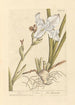 Iris - Elizabeth Blackwell — weergave van het kunstwerk