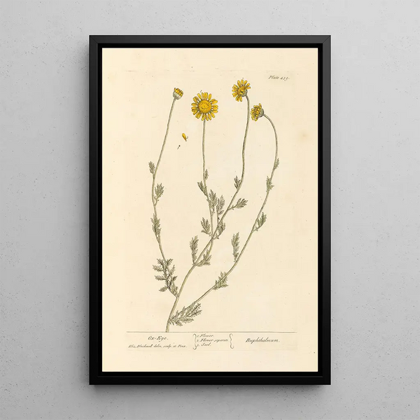 Grote margriet - Elizabeth Blackwell — ingelijst kunstwerk aan de muur