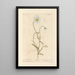 Marguerite - Elizabeth Blackwell — ingelijst kunstwerk aan de muur