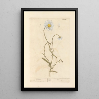 Elizabeth Blackwell - Oxeye daisy.webp