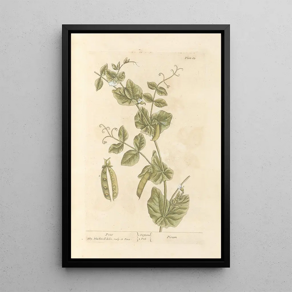 Pois - Elizabeth Blackwell — ingelijst kunstwerk aan de muur