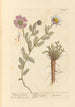 Pellitoire d'Espagne - Elizabeth Blackwell — weergave van het kunstwerk